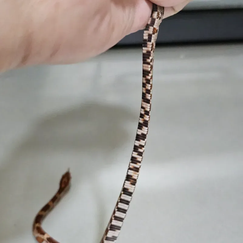 Het Anerythristic 66% Het Hypomelanistic 66% Het Sunkissed 50% Het Motley 50% Het Albino/Amelanistic 4