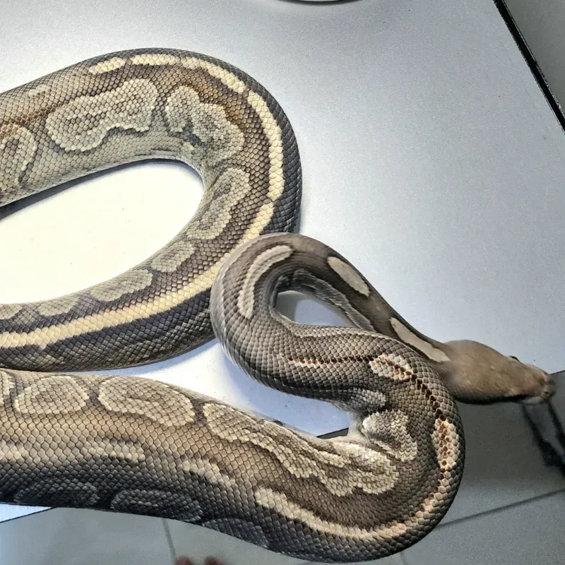 Woma Cinnamon Hypo