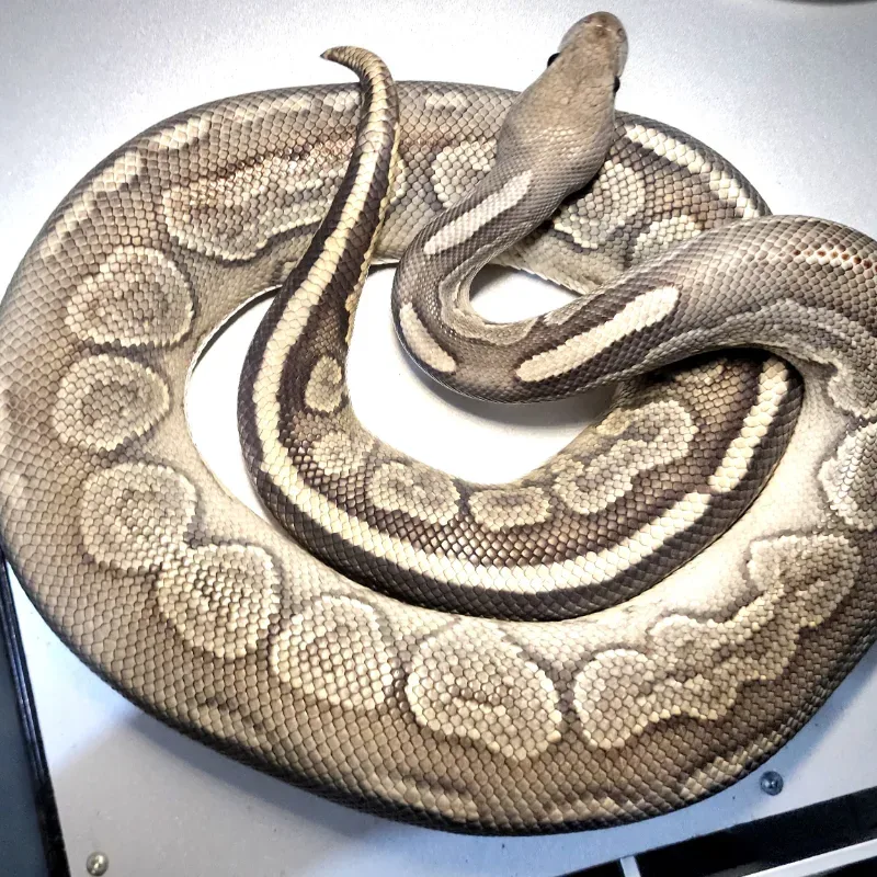 Woma Cinnamon Hypo