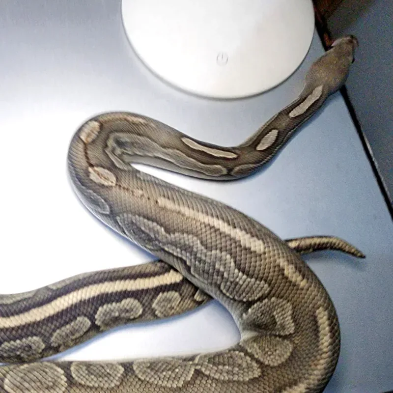 Woma Cinnamon Hypo