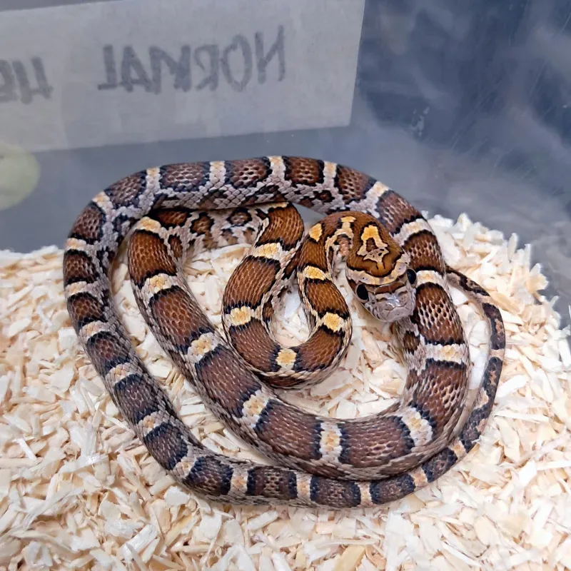 Normal het amel scaleless