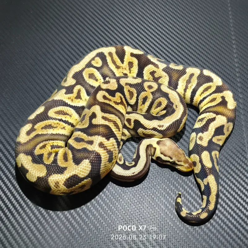Pastel GHI Het Clown