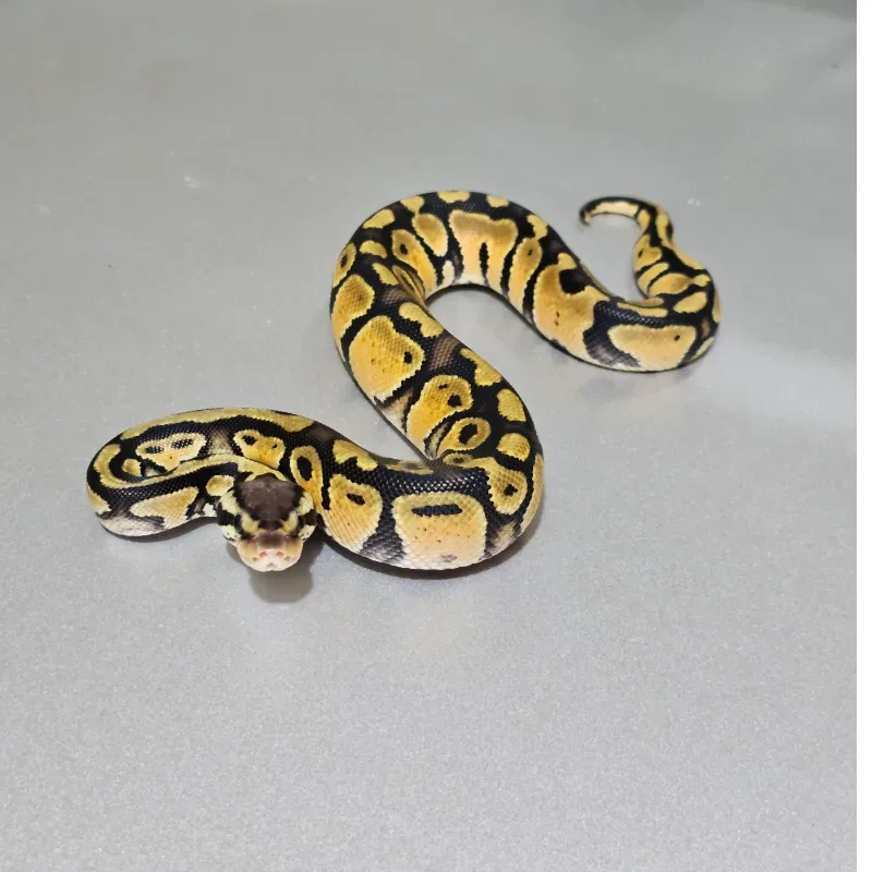 Enchi Pastel Het Clown