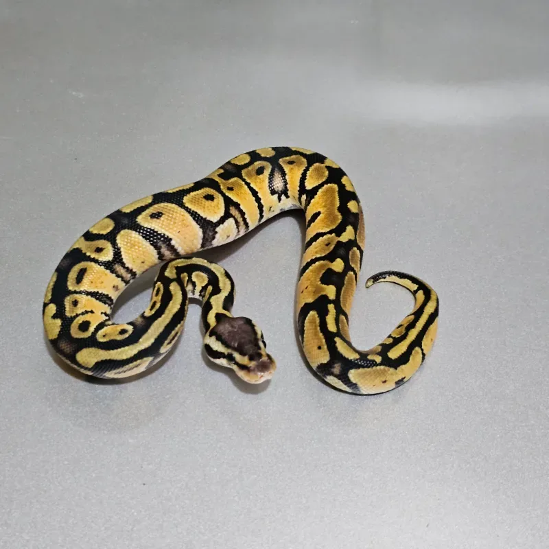 Enchi Pastel Het Clown 2