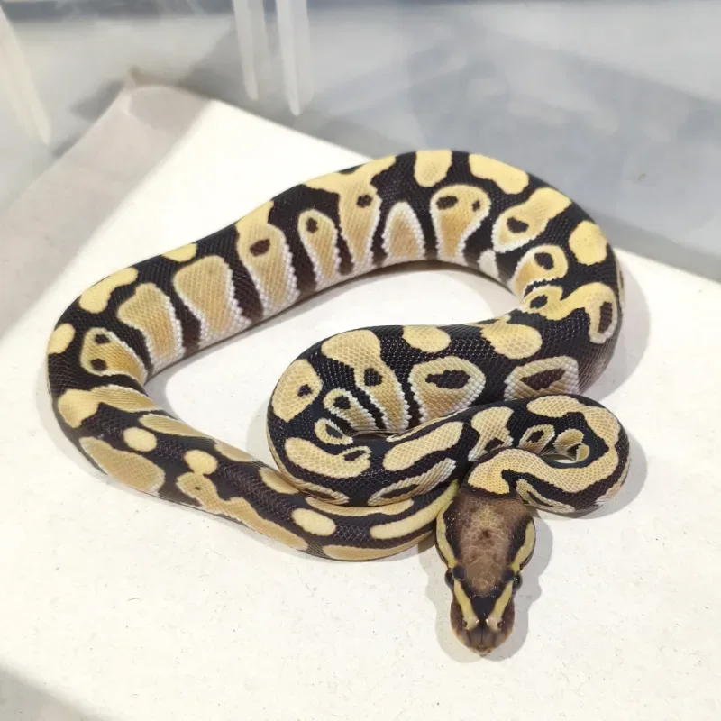Desert Ghost Het Hypo Pos Het Clown