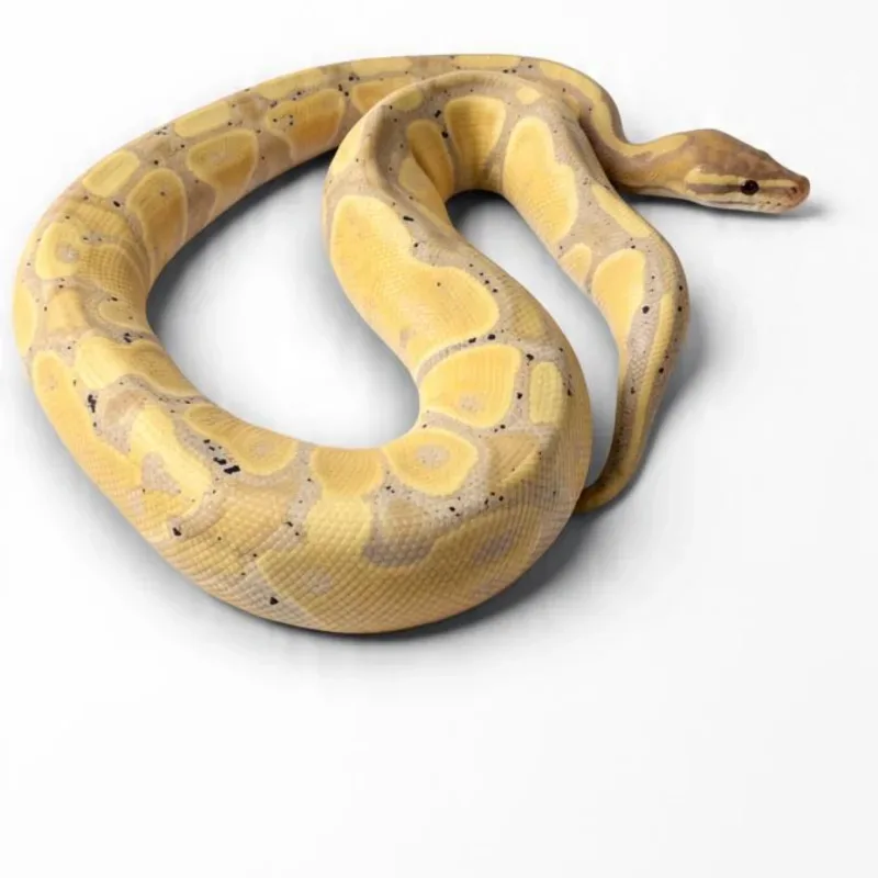 Banana Black Pastel Het Pied