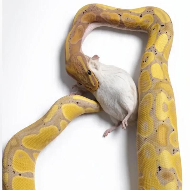 Banana Black Pastel Het Pied