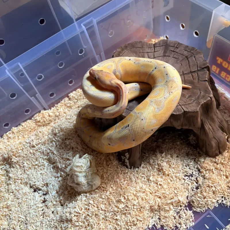Banana Black Pastel Het Pied