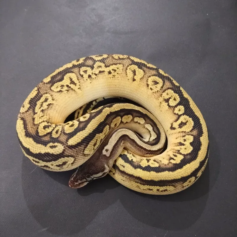 Pastel Bongo 66% Het Puzzle