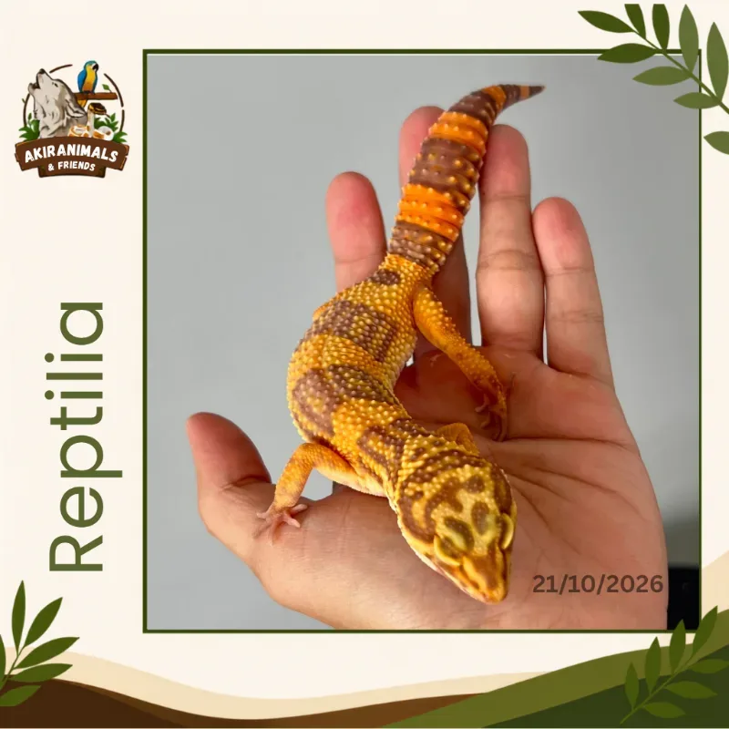 Emerine Tremper