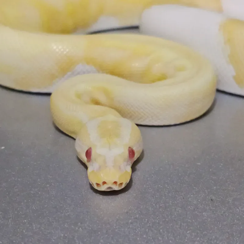 Albino Pastel Pied