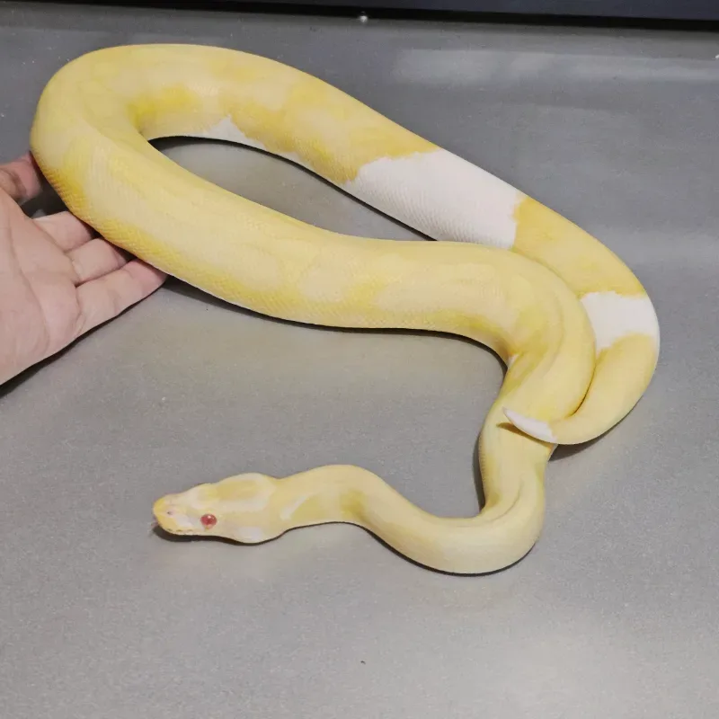 Albino Pastel Pied 3