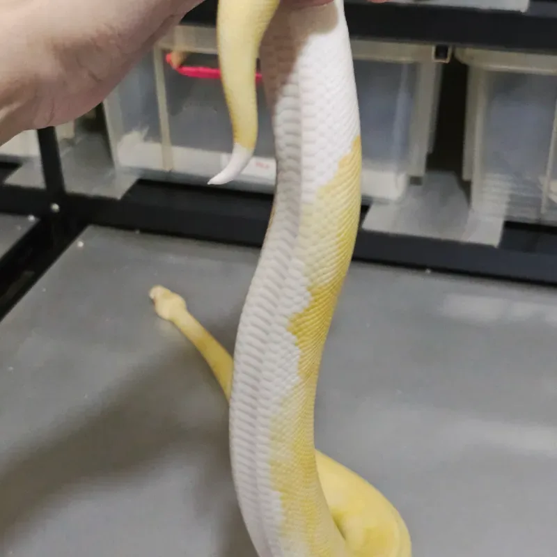 Albino Pastel Pied 4