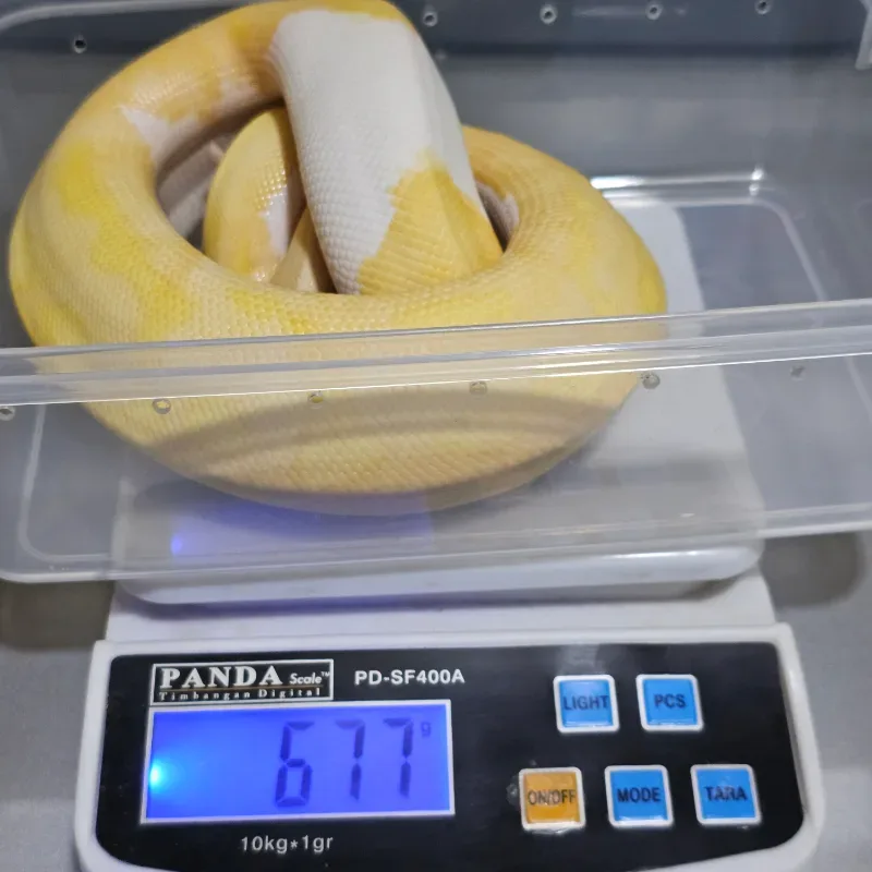 Albino Pastel Pied 5