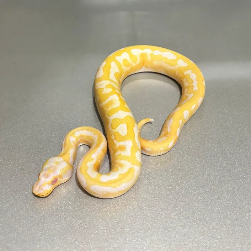 Enchi Pastel Yellowbelly Albino Pied