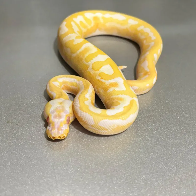 Enchi Pastel Yellowbelly Albino Pied 2