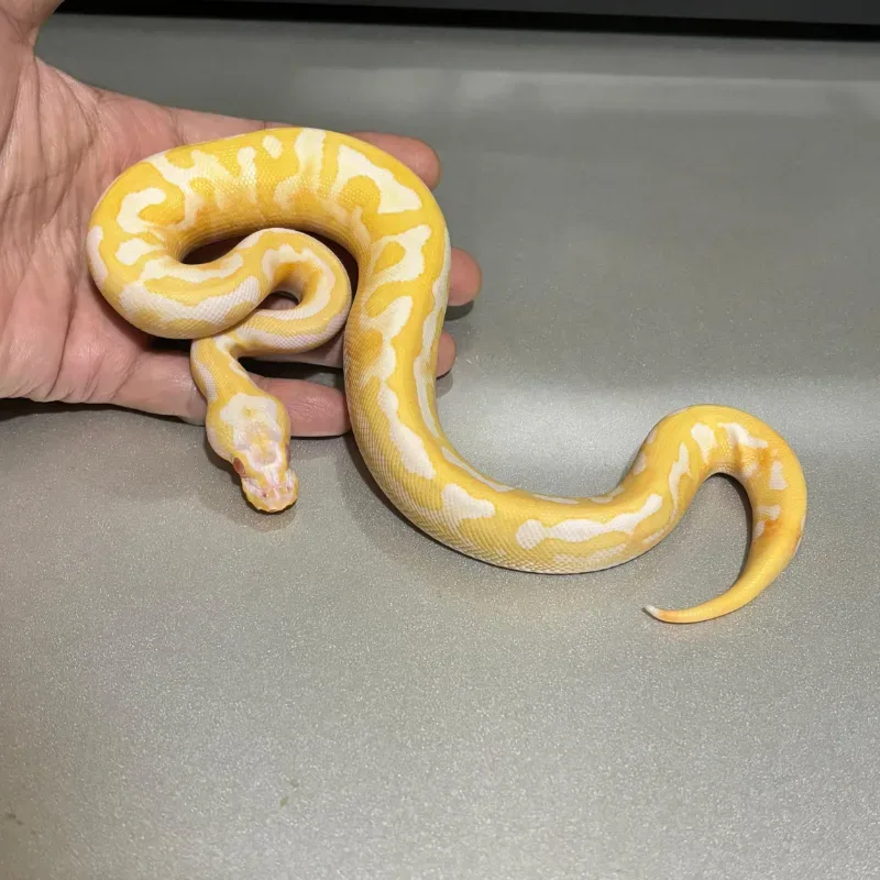Enchi Pastel Yellowbelly Albino Pied 3
