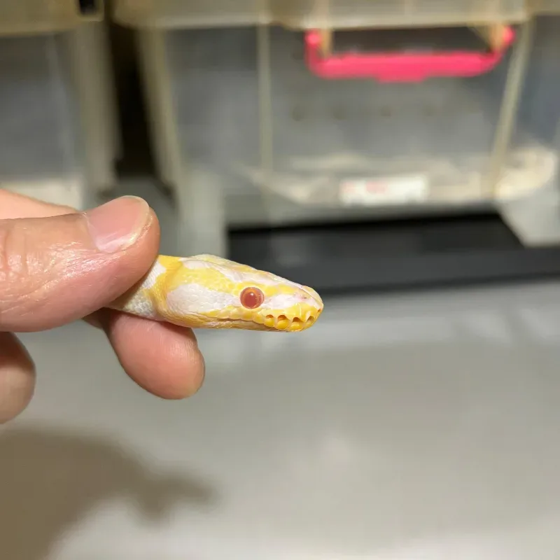 Enchi Pastel Yellowbelly Albino Pied 4