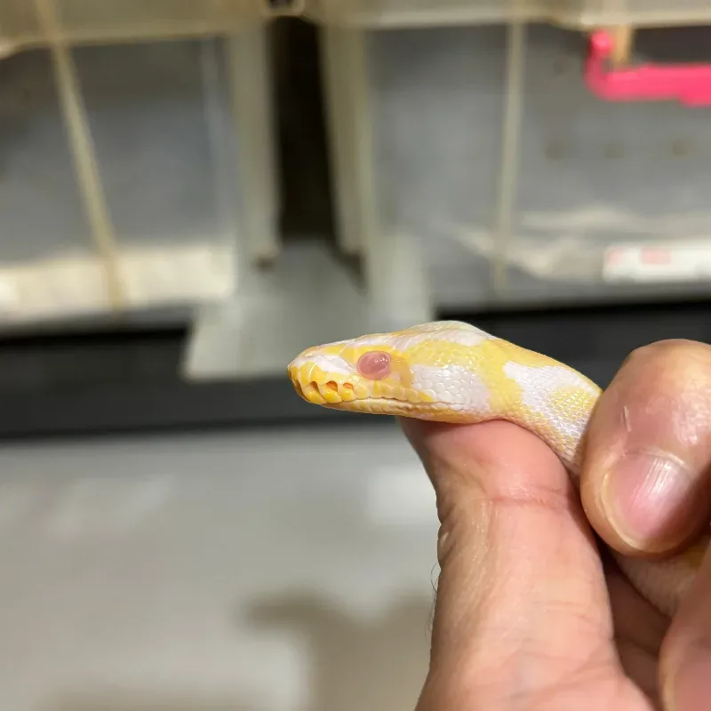 Enchi Pastel Yellowbelly Albino Pied 5