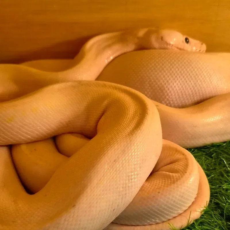 Ivory Retic het Albino WhitePhase