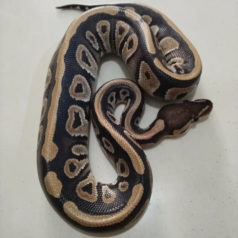 Phantom Desert Ghost Cryptic