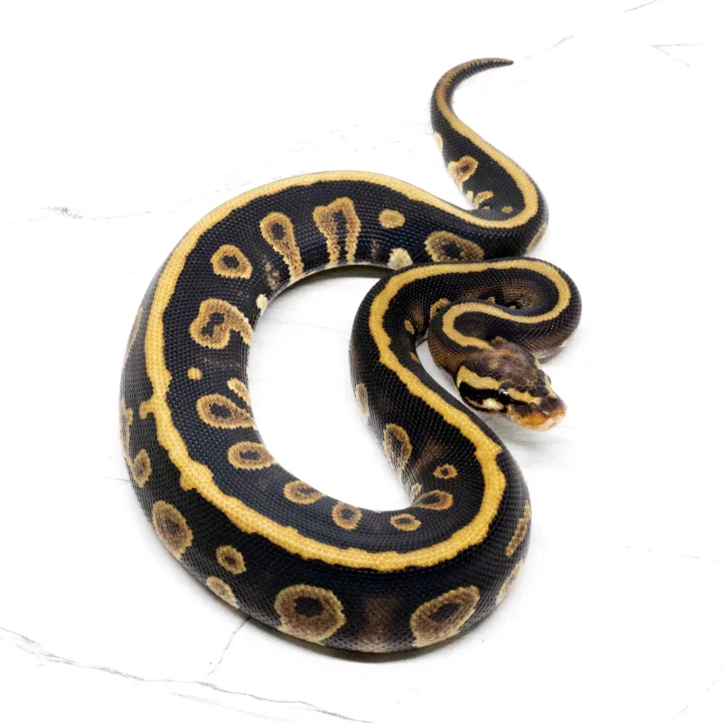 Chocolate Spotnose Het Clown