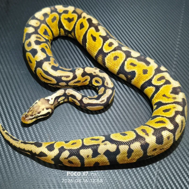 Pastel spotnose het cryton poshet DG 66%
