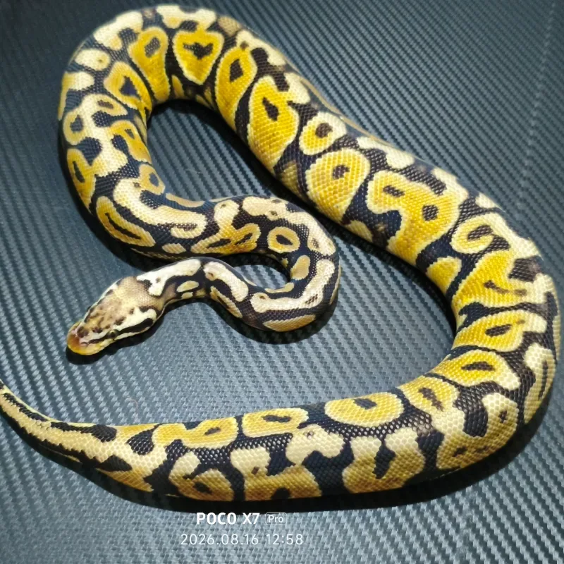 Pastel spotnose het cryton poshet DG 66%