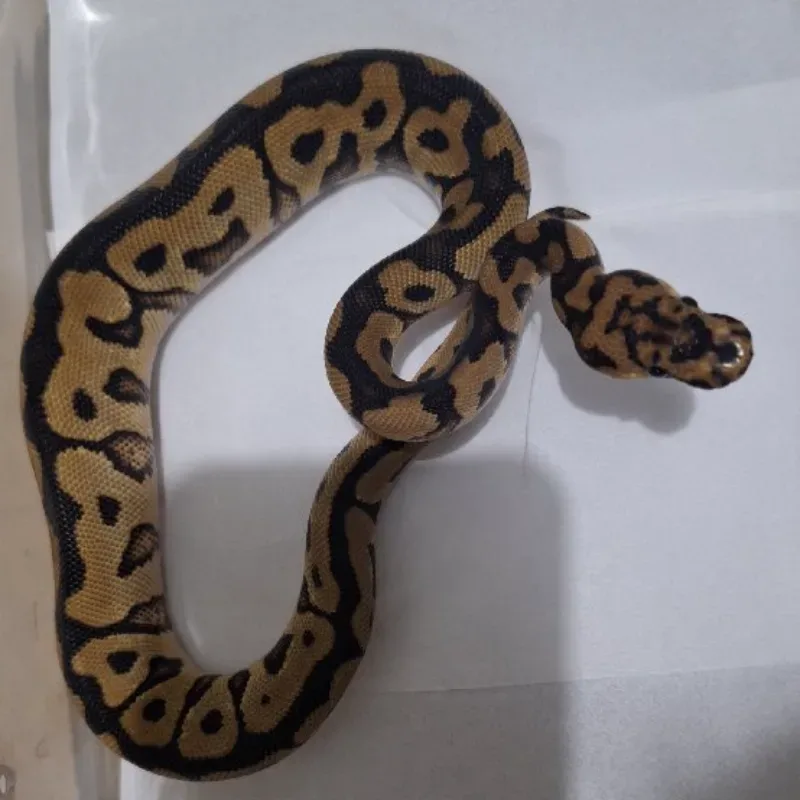 Spotnose Clown