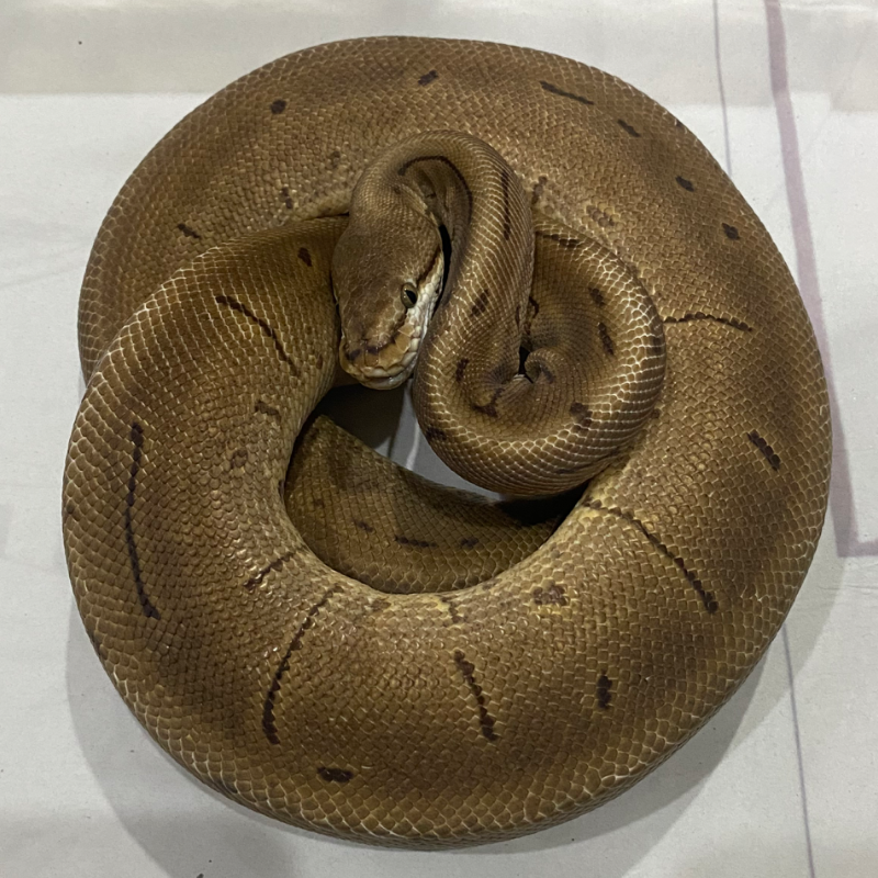 LOST DATA - SPIDER PINSTRIPE / SPIDER LEOPARD