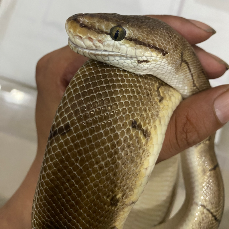 LOST DATA - SPIDER PINSTRIPE / SPIDER LEOPARD
