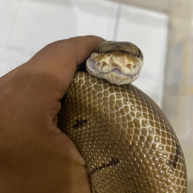 LOST DATA - SPIDER PINSTRIPE / SPIDER LEOPARD