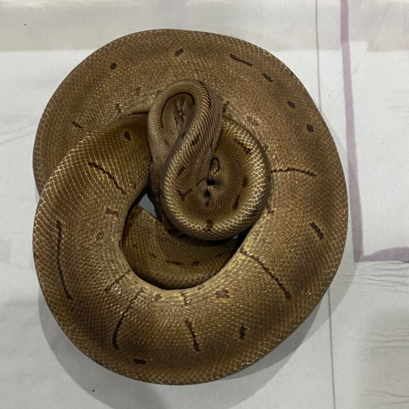 LOST DATA - SPIDER PINSTRIPE / SPIDER LEOPARD