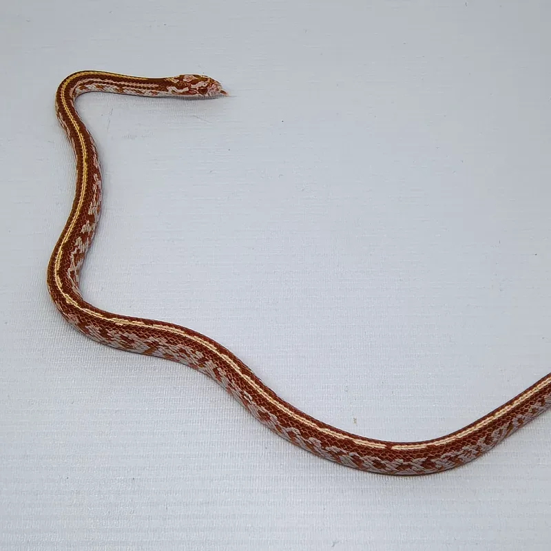 Tessera (Masque) Albino/Amelanistic Het Diffused