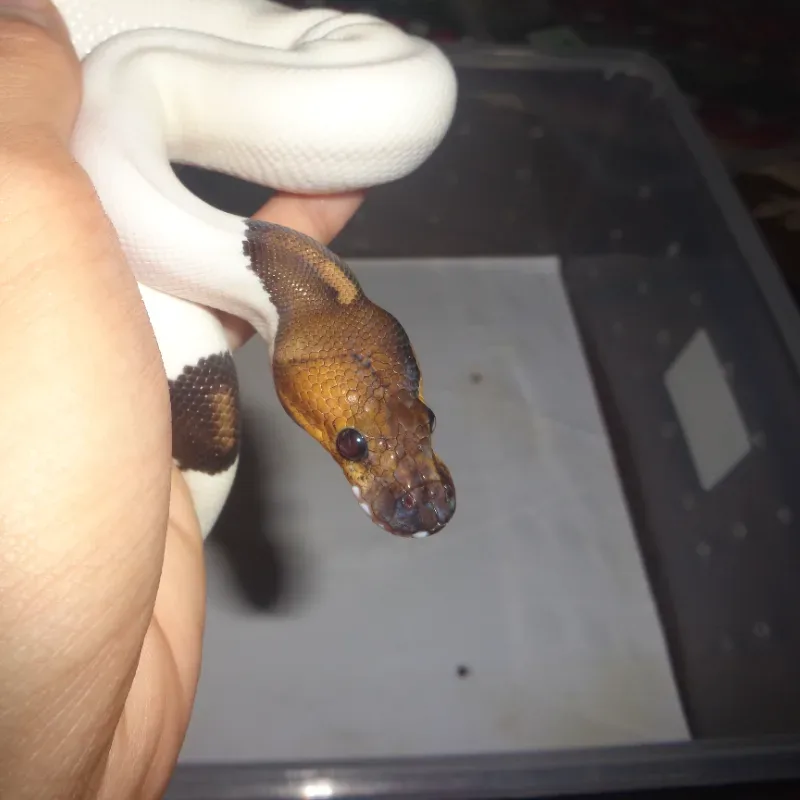 black pastel pied het hypo