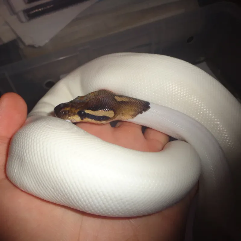 black pastel pied het hypo