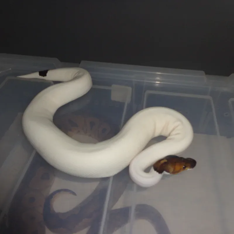 black pastel pied het hypo