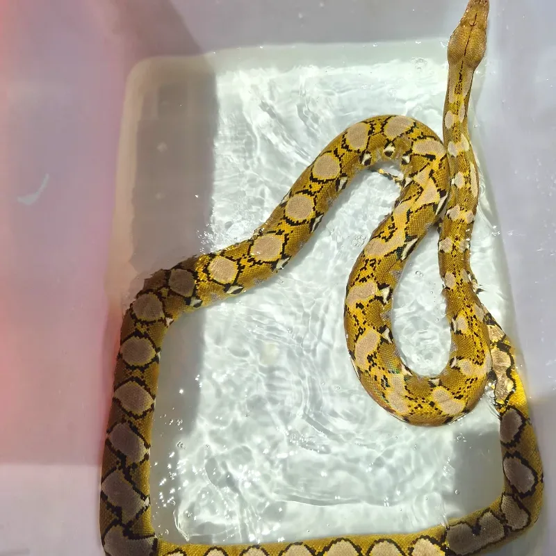 Retic Platinum 