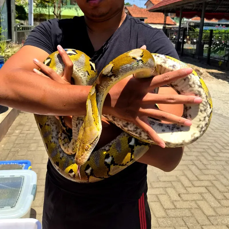 Retic Platinum 
