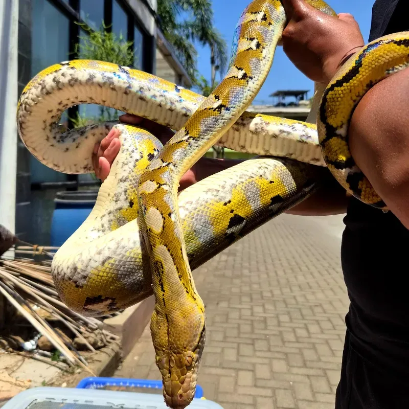 Retic Platinum 
