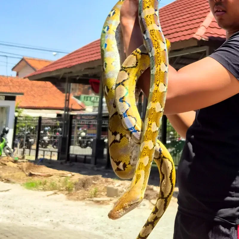 Retic Platinum 