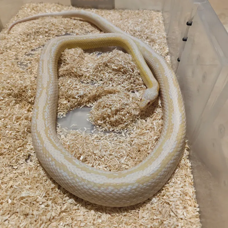 CORNSNAKE Snow Pinstripe