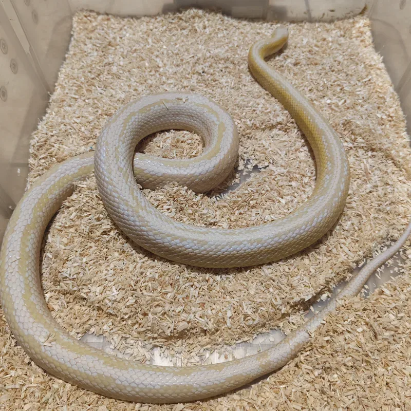CORNSNAKE Snow Pinstripe