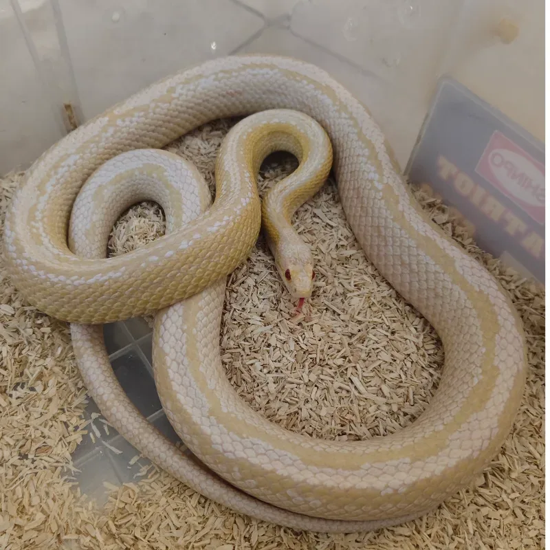 CORNSNAKE Snow Pinstripe