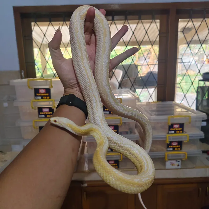 CORNSNAKE Snow Pinstripe