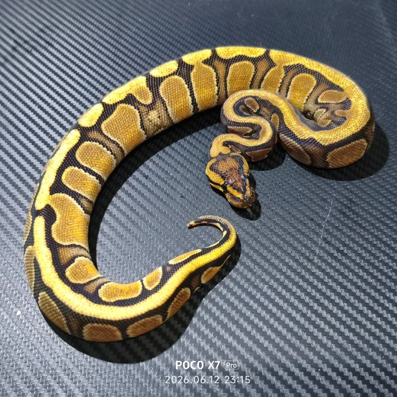 Red Stripe Orange Dream — Ball Python Dijual | INDOMORPH | INDOMORPH