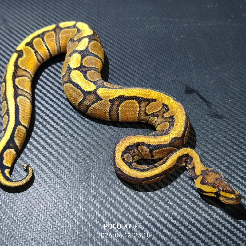 Red Stripe Orange Dream — Ball Python Dijual | INDOMORPH | INDOMORPH