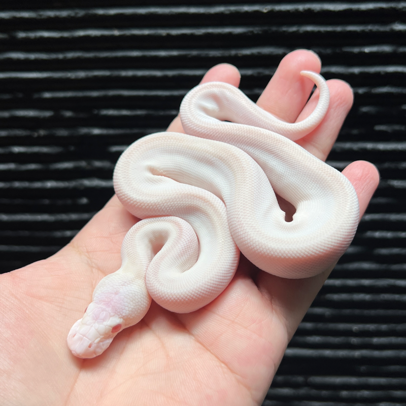 Super Lesser Lavender Albino Het Clown