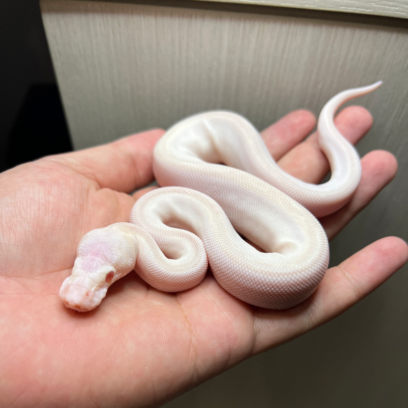 Red Eye Leucistic (clown)