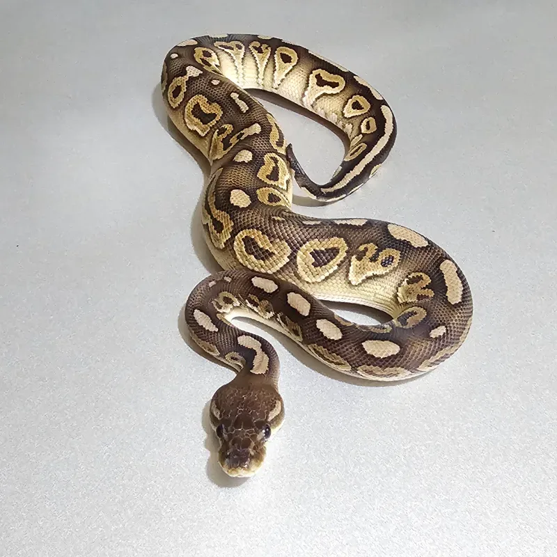 Cinnamon Red Stripe Trick Het Clown